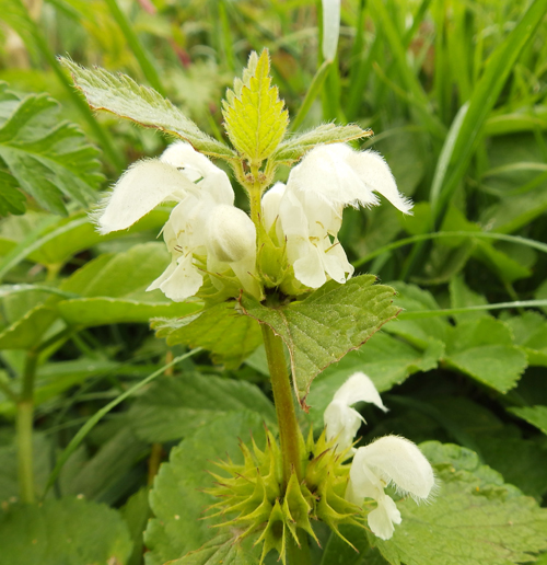 White dead nettle, Sheila Sims